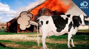 Image result for cow farts global warming image