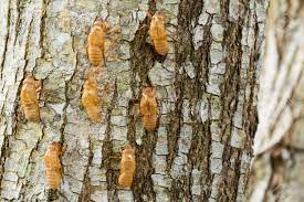 Cicada Shell On Tree Stock Photo, Picture And Royalty Free Image. Image  19103385.