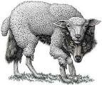 Image result for wolf in sheeps clothing image