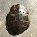 Help! – The Turtle's Back