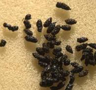 Identifying bat droppings - What bat have I seen? - Bat ...